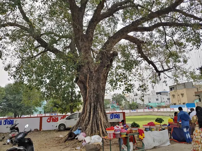 kolapakkam-sivan-temple-tree-pond