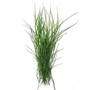 Arugampul Benefits in Tamil