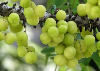 20 நெல்லிக்காய் பயன்கள்