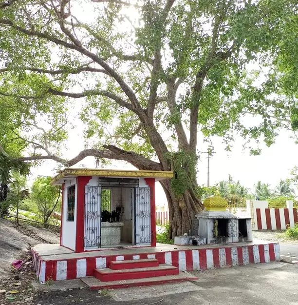 thimiri-kumaragiri-murugan-temple-tree