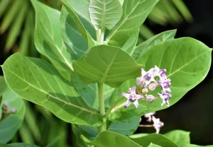 Erukkam Leaf & Flower Benefits