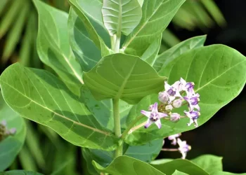 எருக்கம் இலை மற்றும் பூக்களின் மருத்துவப் பயன்கள்