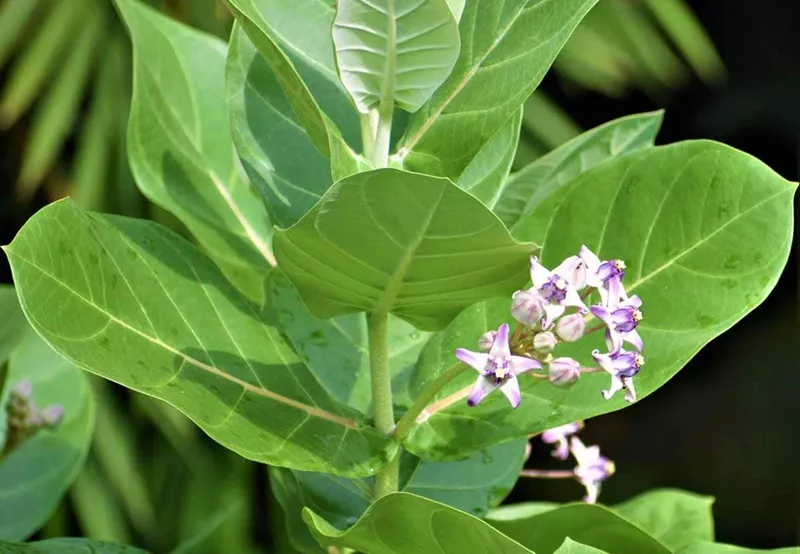 Erukkam Leaf & Flower Benefits